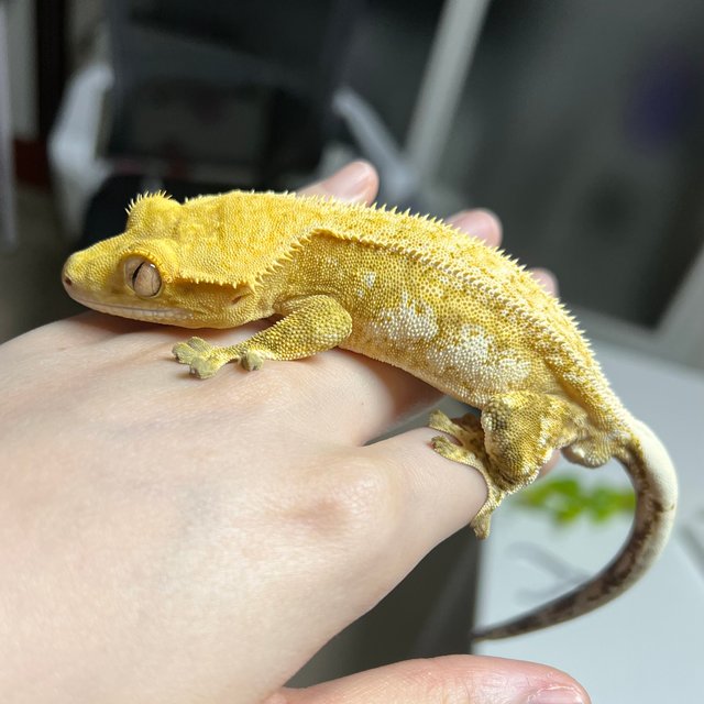 노멀 크림시클 옐로우