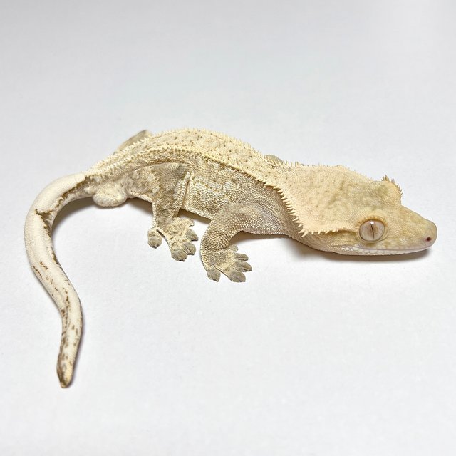 노멀 크림시클 옐로우