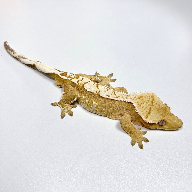 노멀 크림시클 옐로우