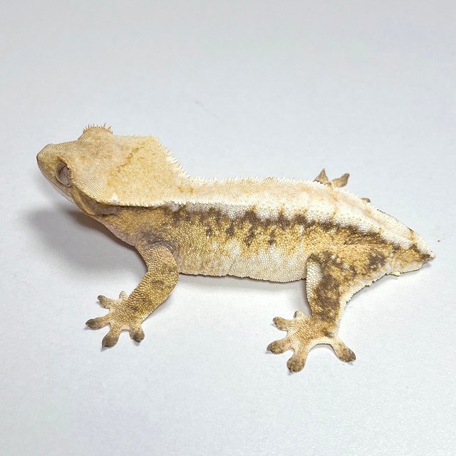 노멀 화이트스팟 드리피 트라이