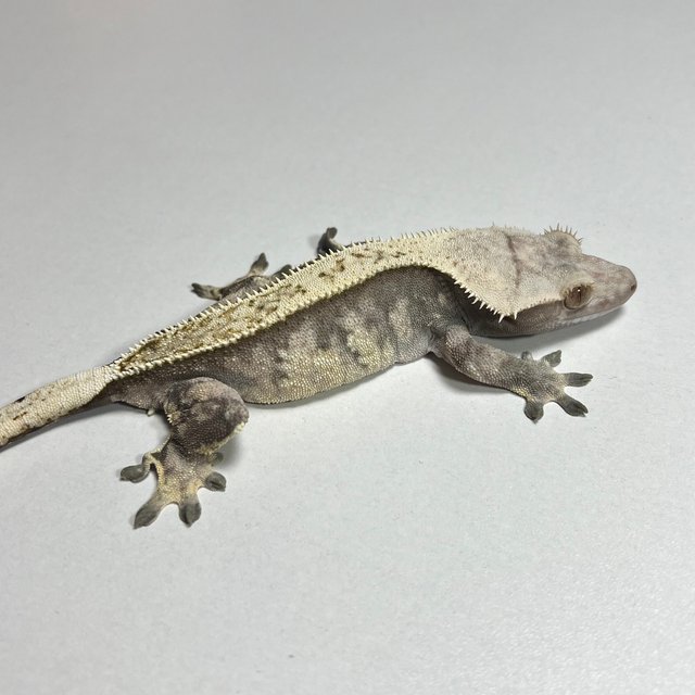 노멀 트라이 익스트림할리퀸