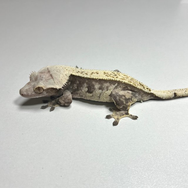 노멀 트라이 익스트림할리퀸