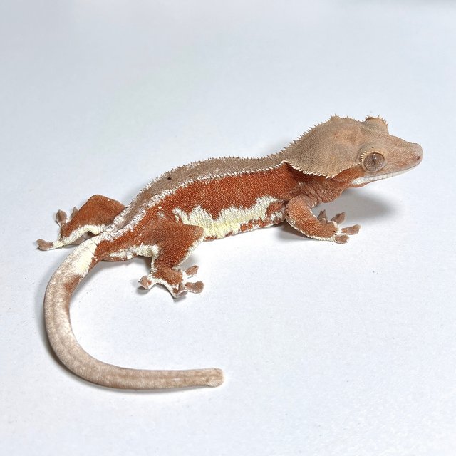 레드 팬텀 릴리화이트