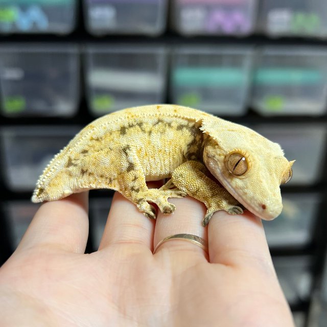 드리피 화이트스팟