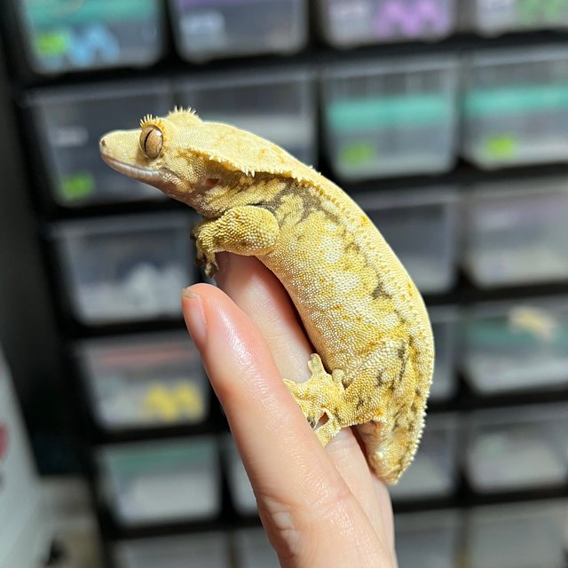 드리피 화이트스팟