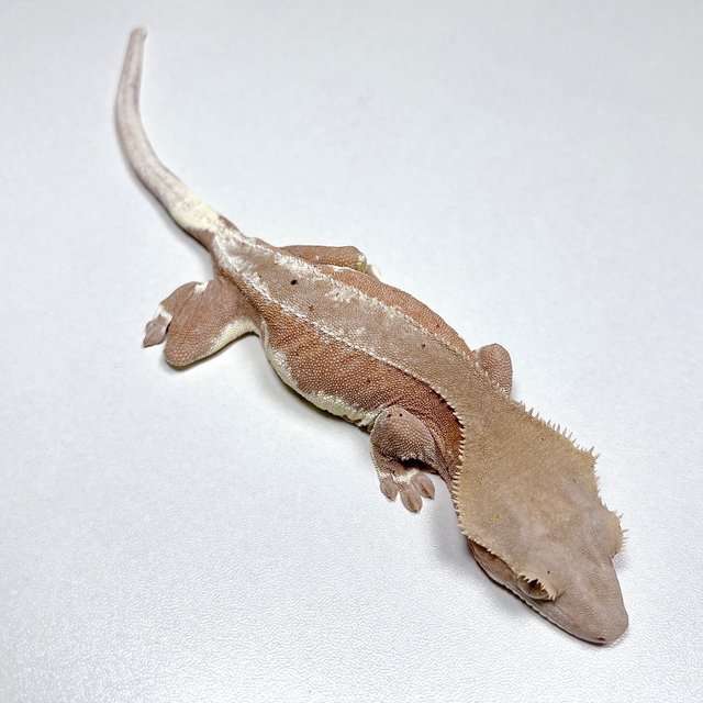 릴리화이트 레드 팬텀