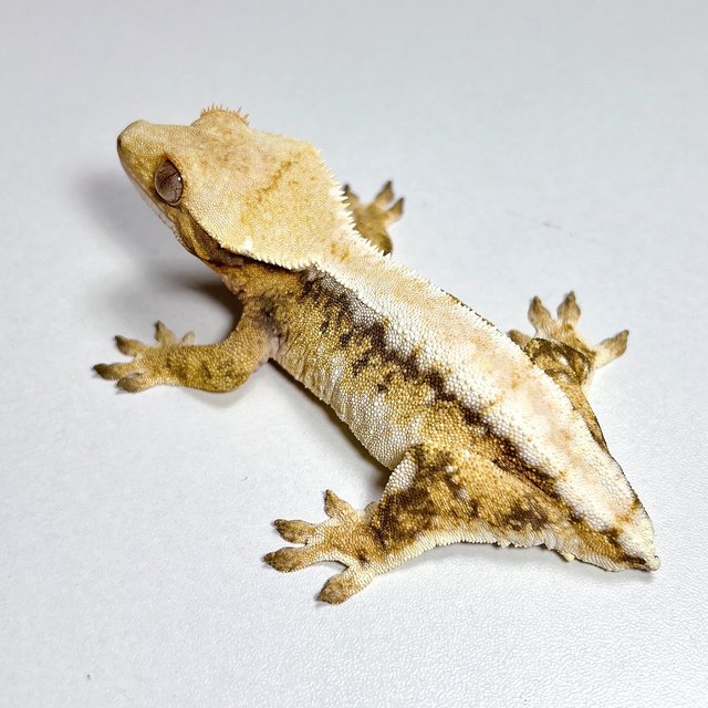 노멀 화이트스팟 드리피 트라이