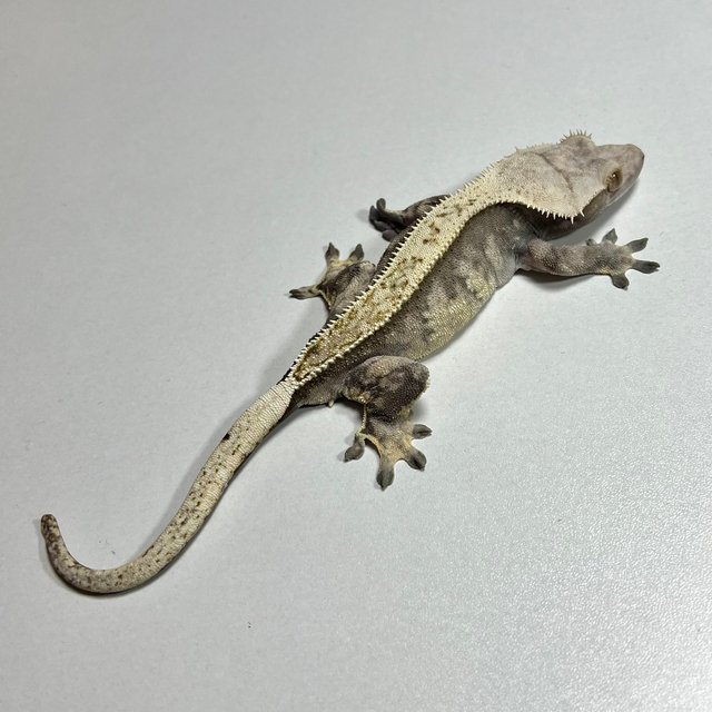 노멀 트라이 익스트림할리퀸