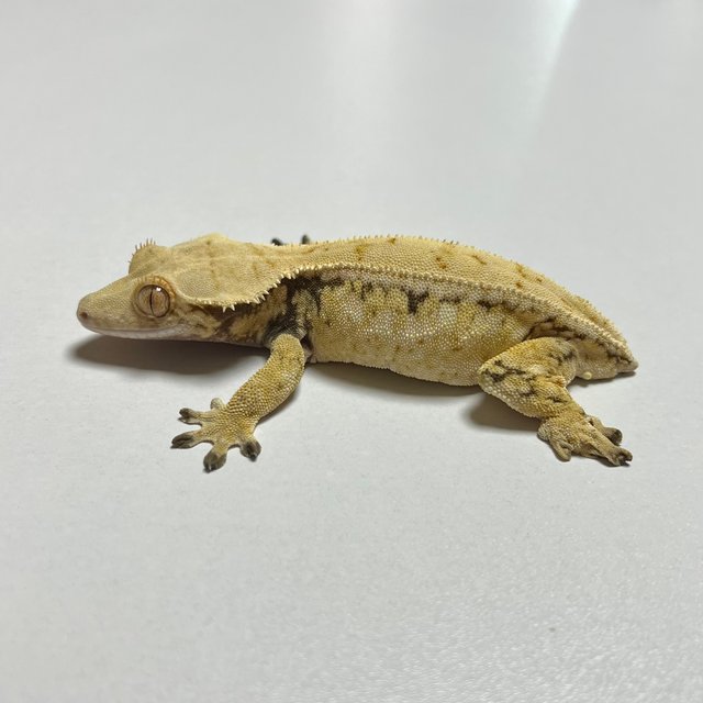 드리피 화이트스팟