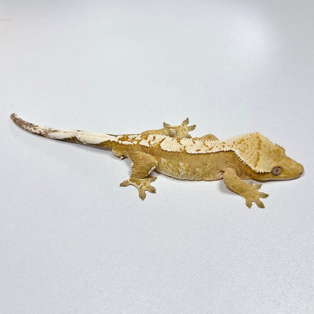 노멀 크림시클 옐로우