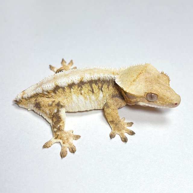 노멀 화이트스팟 드리피 트라이