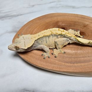 노멀 익스트림할리퀸
