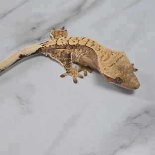 노멀 익스트림할리퀸 트라이