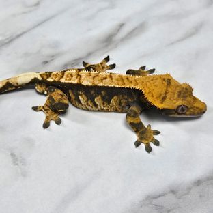 노멀 익스트림할리퀸 다크