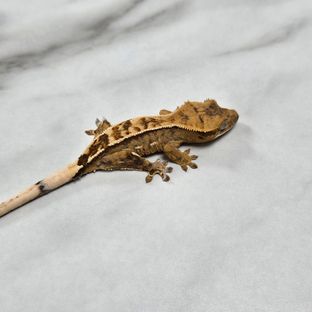 노멀 쿼드