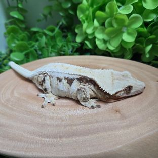 실이