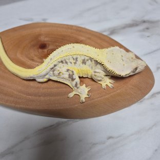랑설1