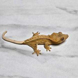 랑귤 5