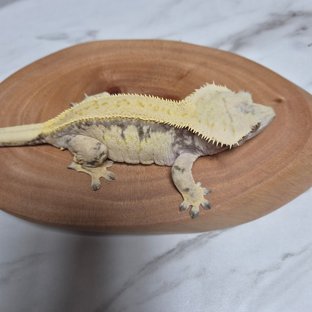 랑설3