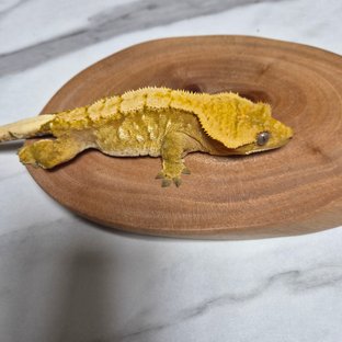 백빵6