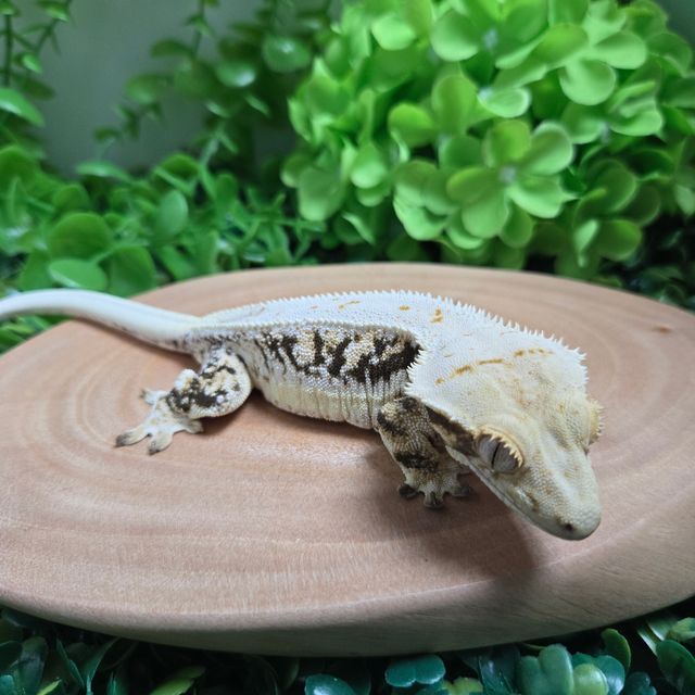 릴리화이트 트라이