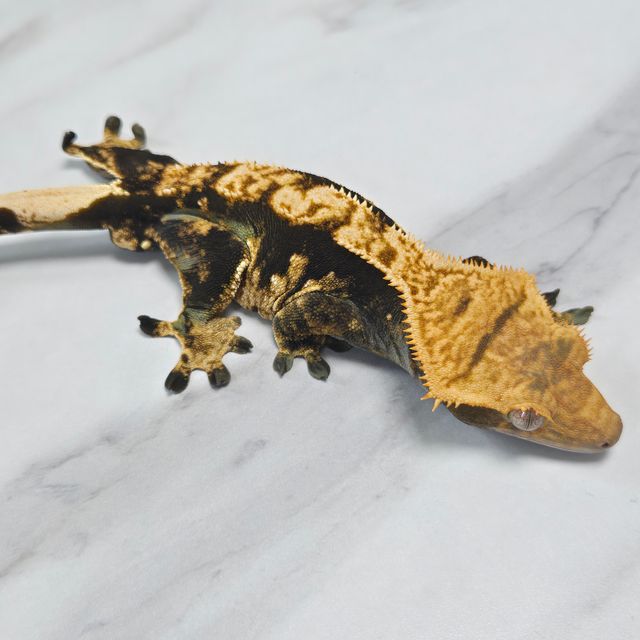 노멀 익스트림할리퀸 다크