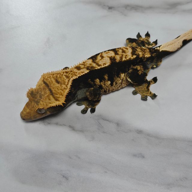 노멀 익스트림할리퀸 다크