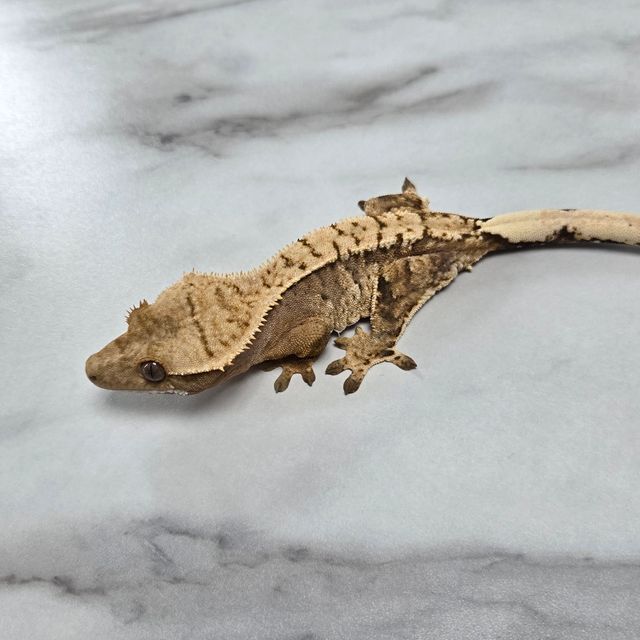 노멀 익스트림할리퀸 트라이