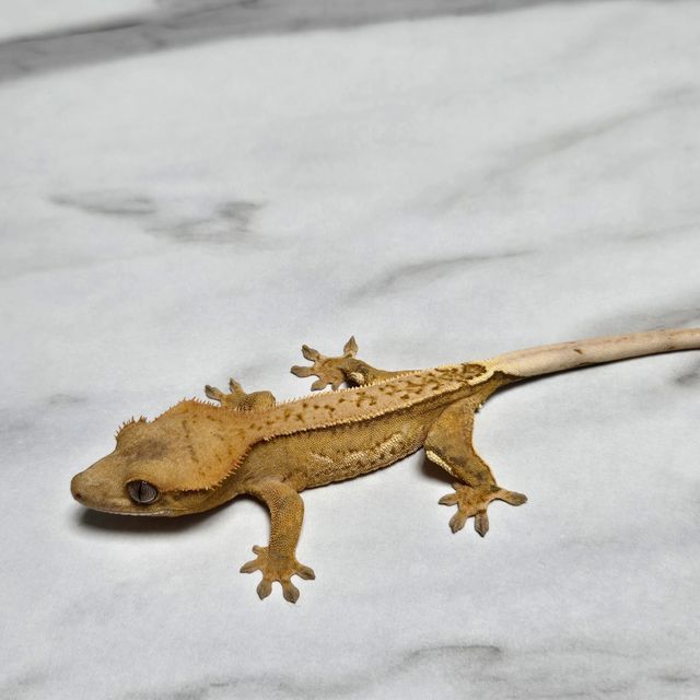 노멀 크림시클