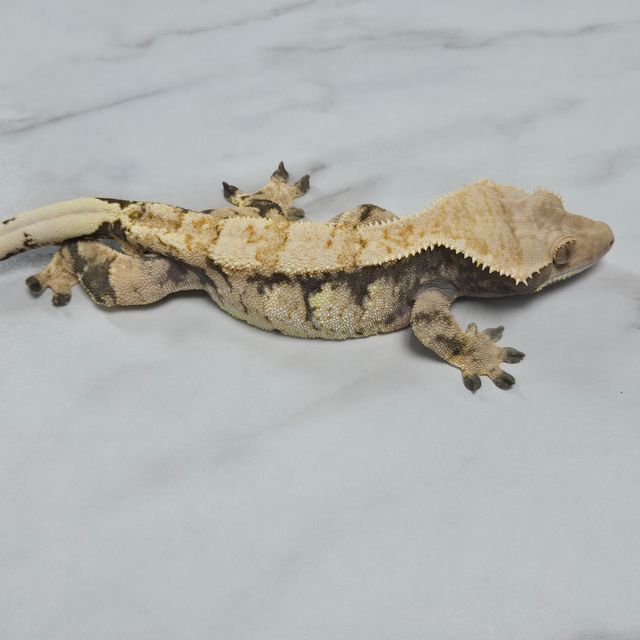 노멀 트라이 익스트림할리퀸