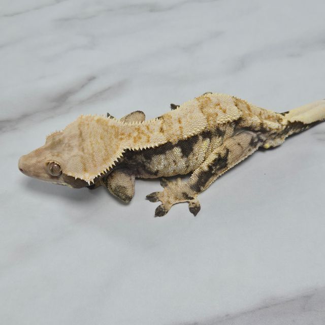 노멀 트라이 익스트림할리퀸