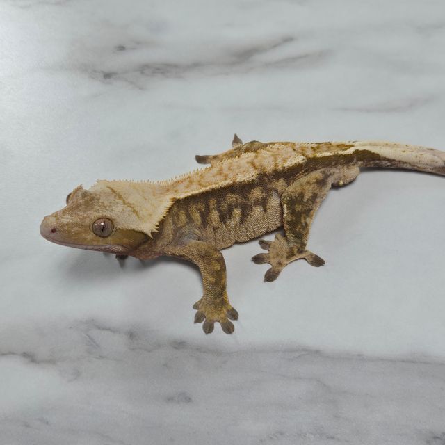 익스트림할리퀸 노멀