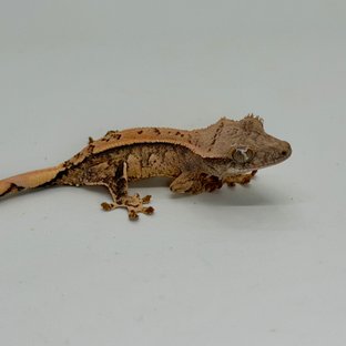 노멀 익스트림할리퀸 할리퀸