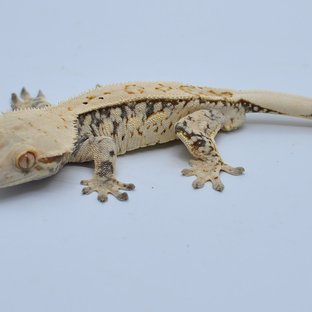 노멀 쿼드 화이트스팟 화이트