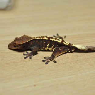 카푸치노 트라이