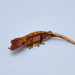 노멀 텐저린 쿼드 트라이