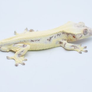 세이블 릴리화이트 릴리 세이블 드리피 솔리드백 화이트스팟