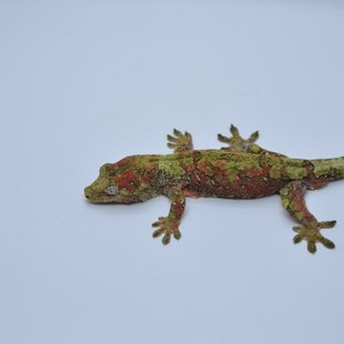 그린 노멀 레드 파인아일랜드