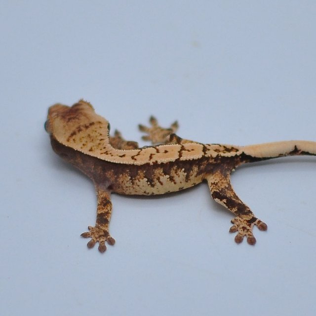 노멀 할리퀸 익스트림할리퀸 트라이