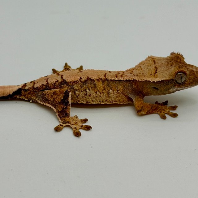 노멀 할리퀸 익스트림할리퀸