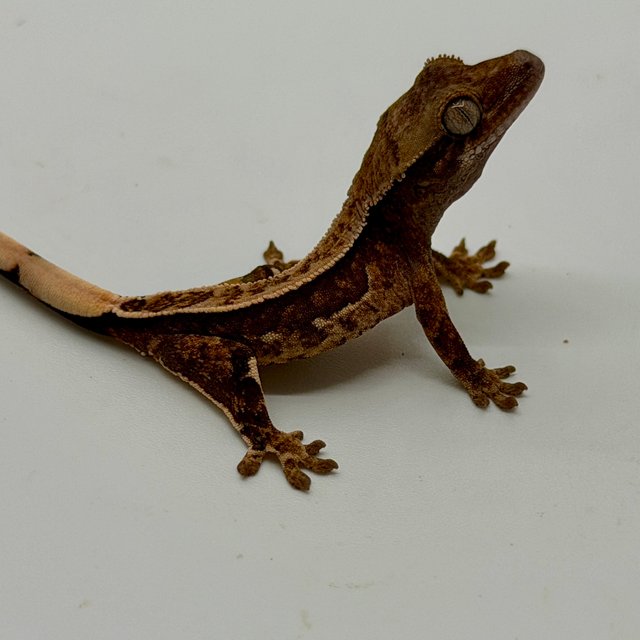 노멀 쿼드 풀핀 핀스트라이프