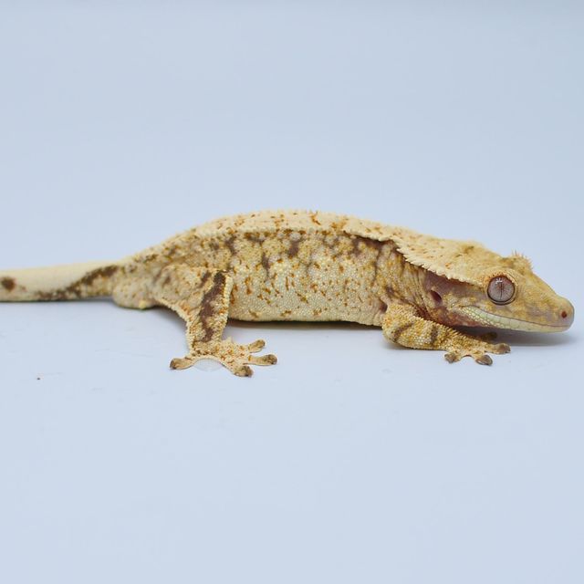 노멀 익스트림할리퀸 화이트스팟 트라이