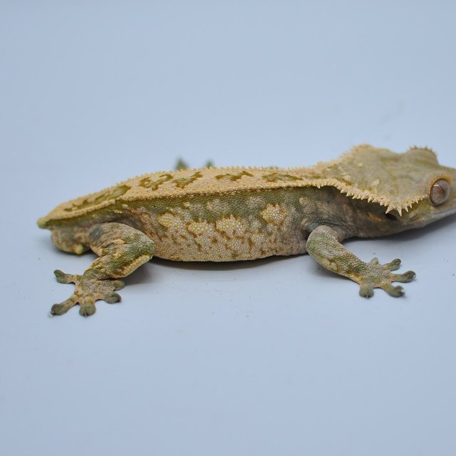 노멀 핀스트라이프 쿼드 젠젝스