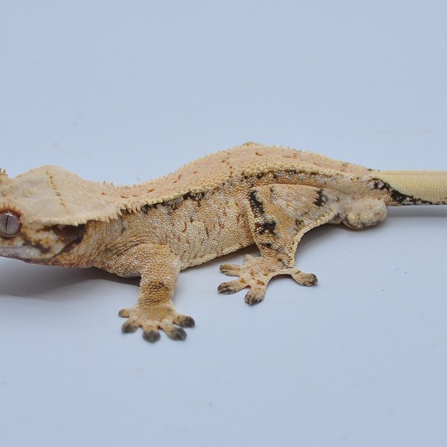 노멀 익스트림할리퀸 할리퀸 트라이