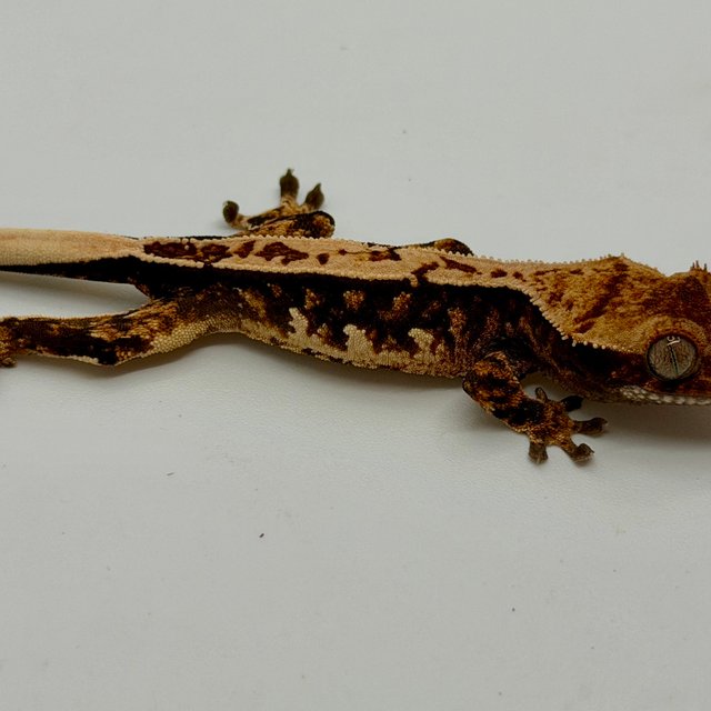 쿼드 노멀 트라이