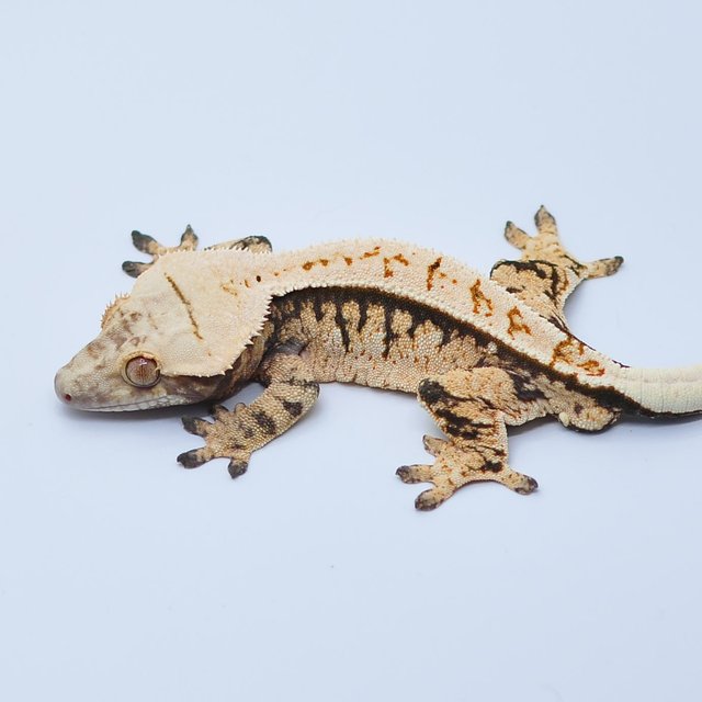 노멀 트라이 텐저린 익스트림할리퀸