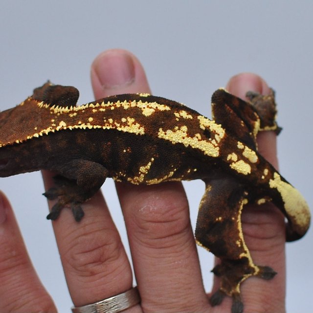 카푸치노 트라이