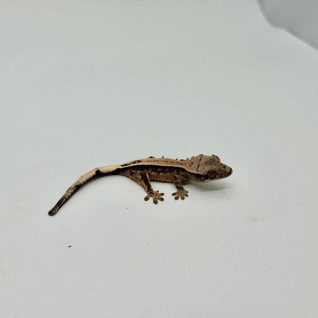 세이블 쿼드 풀핀 핀스트라이프