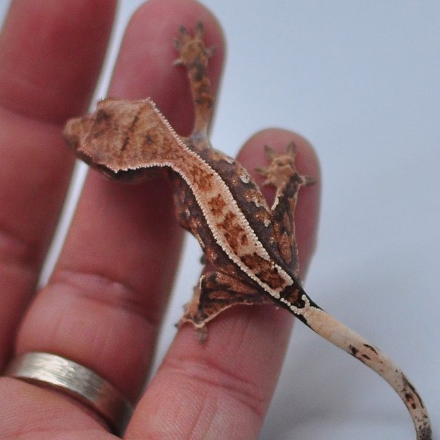 쿼드 핀스트라이프