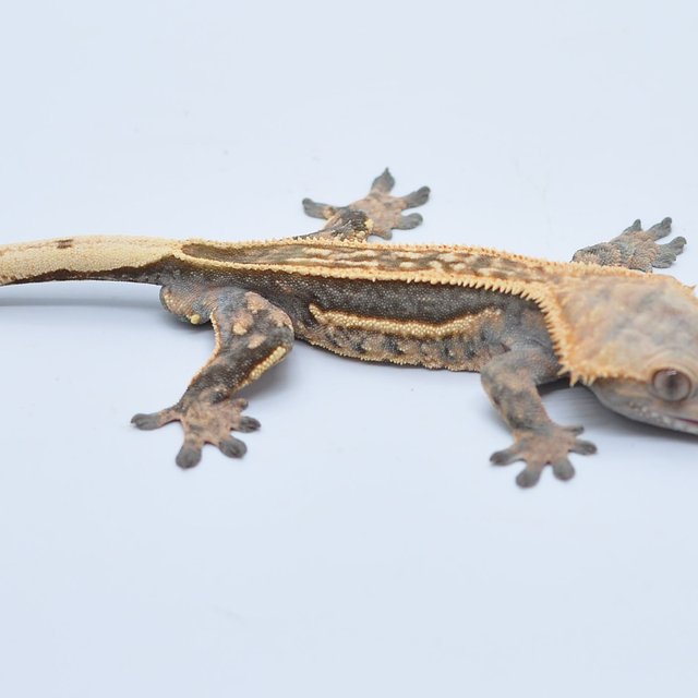 노멀 핀스트라이프 풀핀 쿼드 엠티백 슈퍼스트라이프